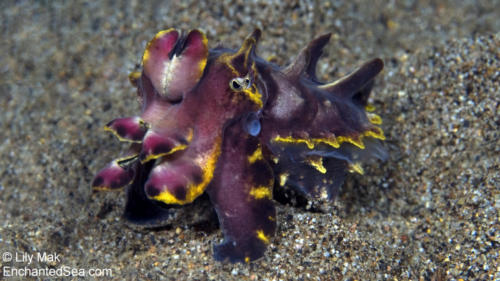 Flamboyant Cuttlefish, Philippines090912a-Philipines-Dum_1- 013-1920