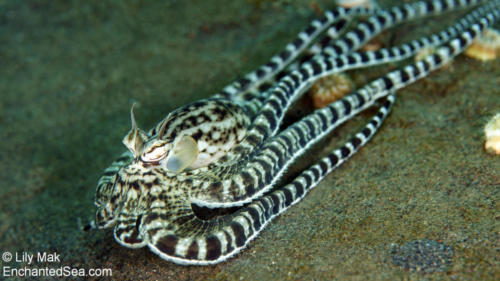 Mimic Octopus, Bali, Indonesia