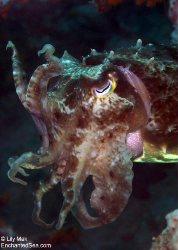 Cuttlefish, Bali, IndonesiaSea Images - Bali, Indonesia