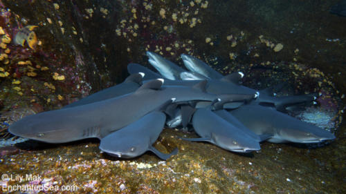 White Tip Sharks, Socorro Islands, Mexico
