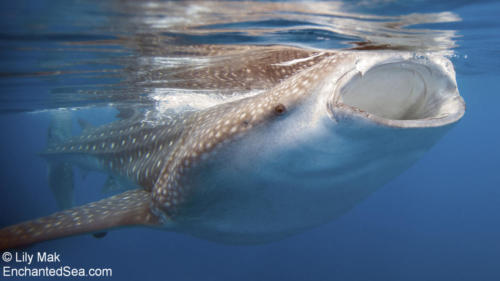 Whale Shark, Isla Mujeres, Mexico