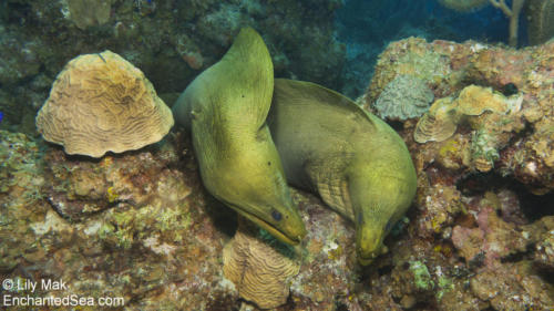 Mating Green Moray Eels 1, Belize  