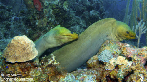 Mating Green Moray Eels 2, Belize 