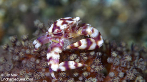 Soft coral crab with eggs, Anilao, Philippines 