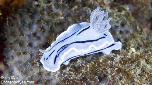 Nudibranch 2, Philippines