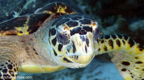Turtle 8, Underwater Image from Grand Cayman