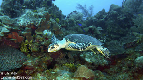 Turtle 1, Underwater Image from Grand Cayman