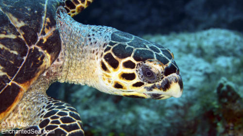 Turtle 5, Underwater Image from Grand Cayman
