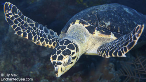 Turtle 6, Underwater Image from Grand Cayman